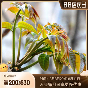 香椿盆栽苗虹越庭院阳台盆栽地栽小乔木可食用香椿树苖椿芽蔬苗