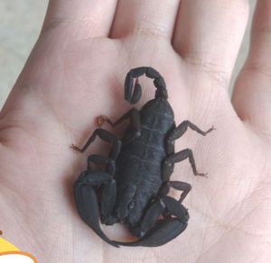 瓦雄真蝎 云南扁石蝎 云南石蝎 蝎子 雨林蝎