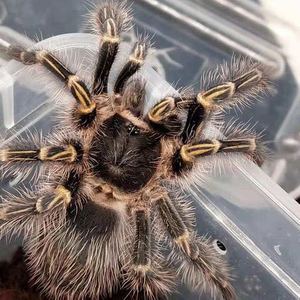 巴西巨人金直间蜘蛛2cm-10cm公母宠物捕鸟蛛温顺可上手包邮_阿里巴巴