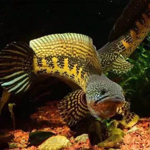 印度黄金眼镜蛇雷龙鱼 眼镜蛇雷龙 大型雷龙观赏鱼 眼镜蛇对鱼