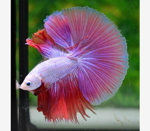 泰国斗鱼半月狮王马尾母斗鱼观赏鱼热带鱼活体宠物淡水鱼将军大耳