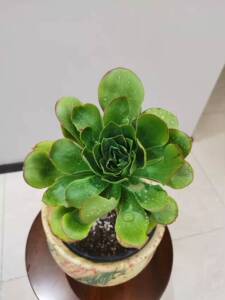 00leecat淘宝君美丽法师 法师锦 多肉植物 拉丝锦 砍头苗1人付款1.