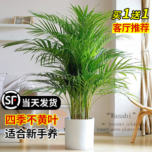 散尾葵植物盆栽客厅落地式大型绿植室内大盆景真花凤尾竹富贵椰子