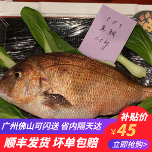 缤纷海族淘宝活体海水鱼红蝙蝠金线香蕉鱼大目仔黄金鰺参比目鱼电光