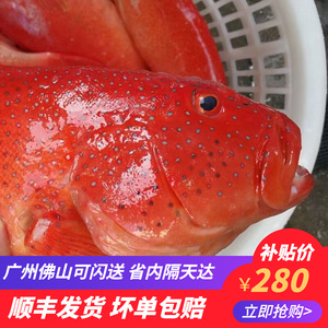 野生石斑鱼条