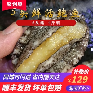 【5头】黄沙发货鲜活山东大连鲍鱼野生大活鲍鱼贝类水产五头