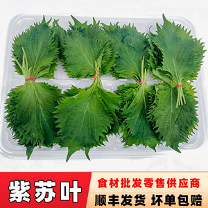 日式料理寿司生鱼片刺身装饰用紫苏叶大叶新鲜苏子叶蒸蟹蒸鱼去腥