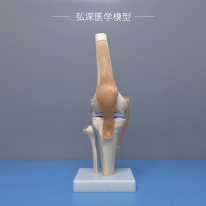 膝关节模型人体膝盖骨骼解剖韧带髌骨结构造医学院骨科教学模具