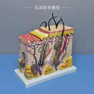 皮肤结构放大模型70倍人体皮肤层次毛囊汗腺解剖毛发生长立体模具