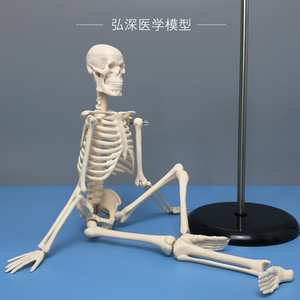 45cm高人体骨骼模型骨架骷髅骨头架子医学生小白教学模具四肢可拆