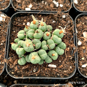 902人付款淘宝毛汉尼肉锥多肉红毛汉尼马哈尼毛汗尼生石花肉锥多肉