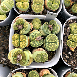 c56a 绿福来 母本开花株 带种荚 带盆发货 一物一拍 多肉 生石花