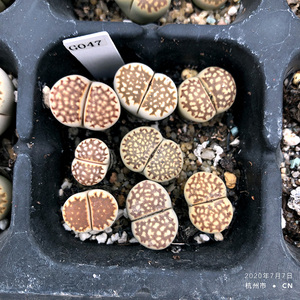 c179 茶福来玉 四年株 双头开花株 一物一拍 多肉生石花