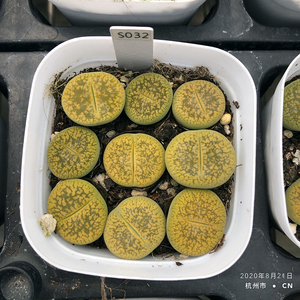 c395 黄日轮玉 2.5年株 开花株 整盆带盆发货 一物一拍 生石花