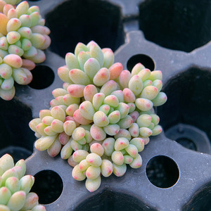 绿豆群生 景天科 多肉植物 满38包邮