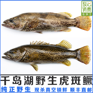 桂鱼包邮鲜活鱼苗