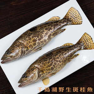 千岛湖桂鱼虎斑鳜鱼圆筒鳜金钱鳜老虎鳜鲜活桂花鱼食用水产 500克