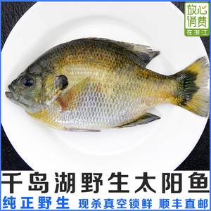 千岛湖野生太阳鱼鲈鱼罗非鱼小杂鱼小溪鱼淡水鱼新鲜鲜活水产500g