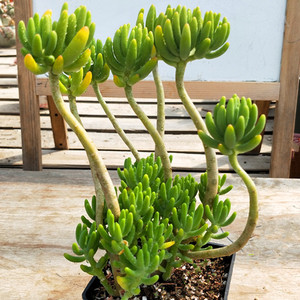 日本八千代多肉