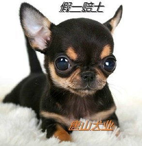 活体宠物狗吉娃娃幼犬 大眼睛吉娃娃犬 活体吉娃娃狗 纯种娃娃