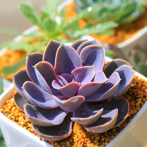 多肉植物紫珍珠群生多头老桩稀有贵货清棚萌肉肉绿植园艺花卉盆栽