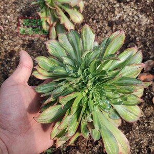 黄中斑缀化法师多头群生老桩一物一拍绿植盆栽花卉多肉植物