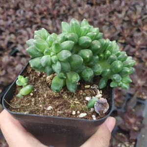 多肉千代田之松缀化多肉植物老桩多头群生超大一物一拍清仓包邮