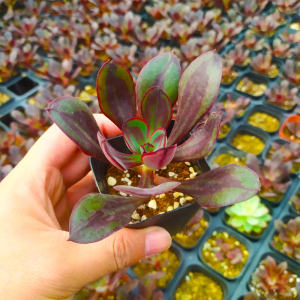 多肉植物丸叶 红司 龙骨红司多头群生老桩多肉 组合盆栽一物一拍