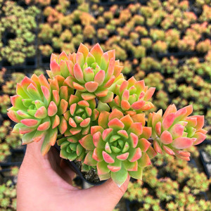 马库斯老桩群生妖娆大悬崖桩包邮控型绿植多肉植物组合吸甲醛盆栽