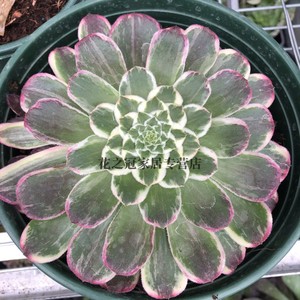 花之冠金丝楠木法师嘉年华拉丝白锦仙尊多肉植物贵货稀有品种