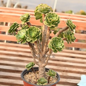 原始绿法师莲花掌属多头群生多肉植物一物一拍造型老桩绿植