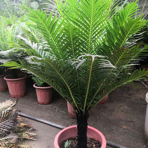 富贵蕨老桩龙船蕨庭院盆景乌毛蕨净化空气办公室客厅家居风水绿植