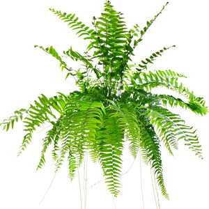 霸王蕨大型垂吊观叶植物威武蕨客厅庭院雨林植物花园净化空气美观