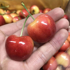 智利进口雷尼尔黄车厘子5j 大果脆甜新鲜水果2斤 rainier黄车金车