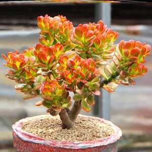 多肉植物盆景大珠姬红花月精品老桩盆栽室内绿植大颗好养小叶玉树