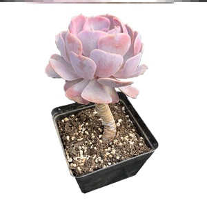 贵货 粉圣卡洛斯 超仙稀有新品多肉植物老桩蒂石莲皱绿植老桩花卉