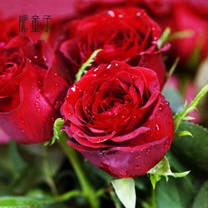 罗德斯肯尼亚红玫瑰花苗四季阳台庭院月季花朵饱满结实且有丝绒感