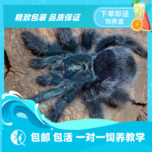 tb0565758_77淘宝巴西蓝绿粉趾蜘蛛足展1.