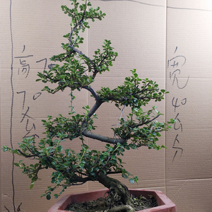 珍珠梅盆栽 盆景带造型室内室外铺地蜈蚣平枝荀子树桩绿植植物