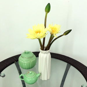 睡莲鲜花云南直批发百合花束速递包月水养家用插花包邮送到家同城