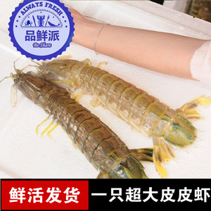 4-8两/只超大皮皮虾泰国鲜活超大巨型琵琶虾活体濑尿虾大个富贵虾