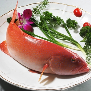 6-2斤/只鲜冻大石斑鱼冰鲜东星斑活冻红东星斑七星斑