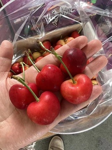 美国进口rainier雷尼尔黄车厘子新鲜脆甜多汁孕妇儿童水果5斤原箱