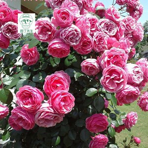欧月伊芙新娘 灌木月季花 切花阳台 伊芙系列 多季开花