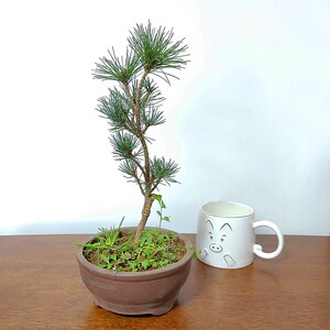 日本五针松小苗短针叶五针松盆景小苗五针松树苗大阪松盆景苗包邮