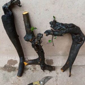 黑塔子金弹子老桩盆栽熟桩嫁接枝条练手桩血红果挂果母桩绿植盆景