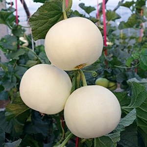 白糖罐白皮甜瓜种子超甜白玉香瓜种籽早熟薄皮高产春季四季水果子