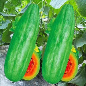 红瓤酥瓜薄皮甜瓜种子香瓜种籽青皮红壤酥菜瓜春夏四季高产羊角瓜