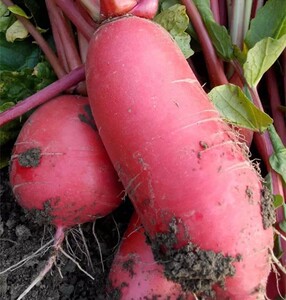 徐州大红袍萝卜红皮白肉萝卜种籽农家田园蔬菜种春秋水果萝卜种子