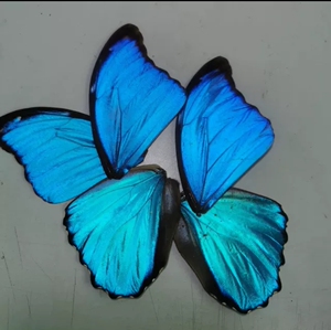 大蓝闪蝶翅膀蝴蝶翅膀diy手工原材料 蝶翅饰品蝶画材料
